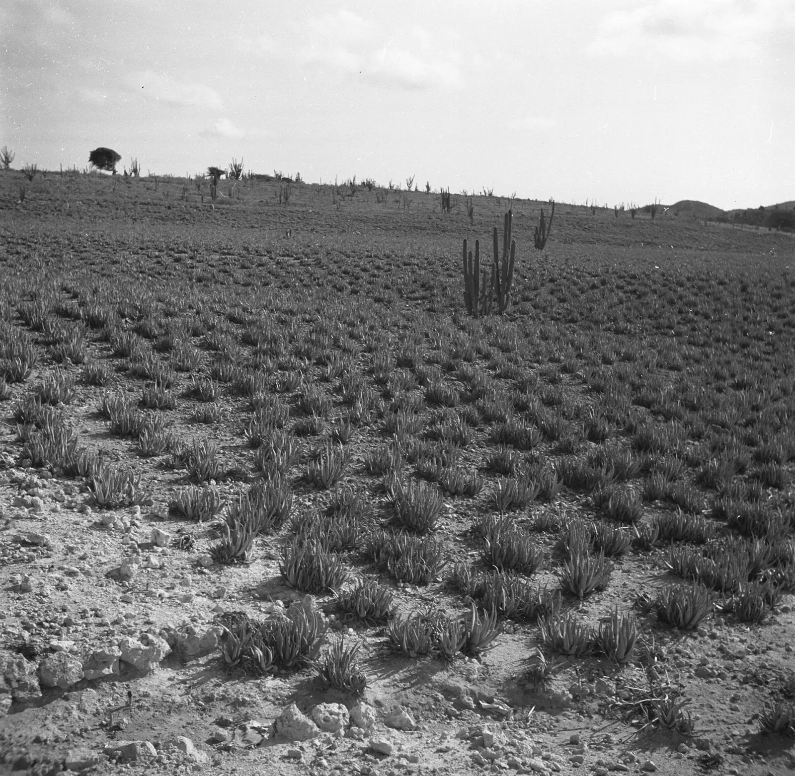Black-and-white photo of an aloe farm on Aruba in 1947: rows of young aloe plants across dry, rocky ground, with cactus on the hill behind