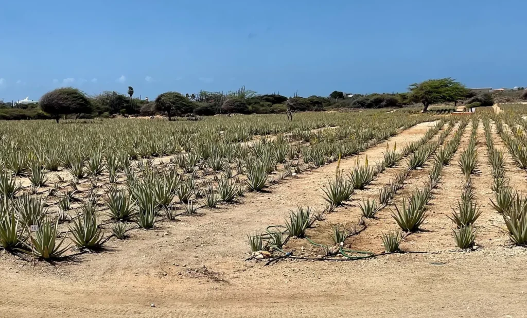 Rows of aloe vera plants in the field next to the Aruba Aloe factory and museum in Hato, Aruba, with wind-bent trees and a blue sky behind