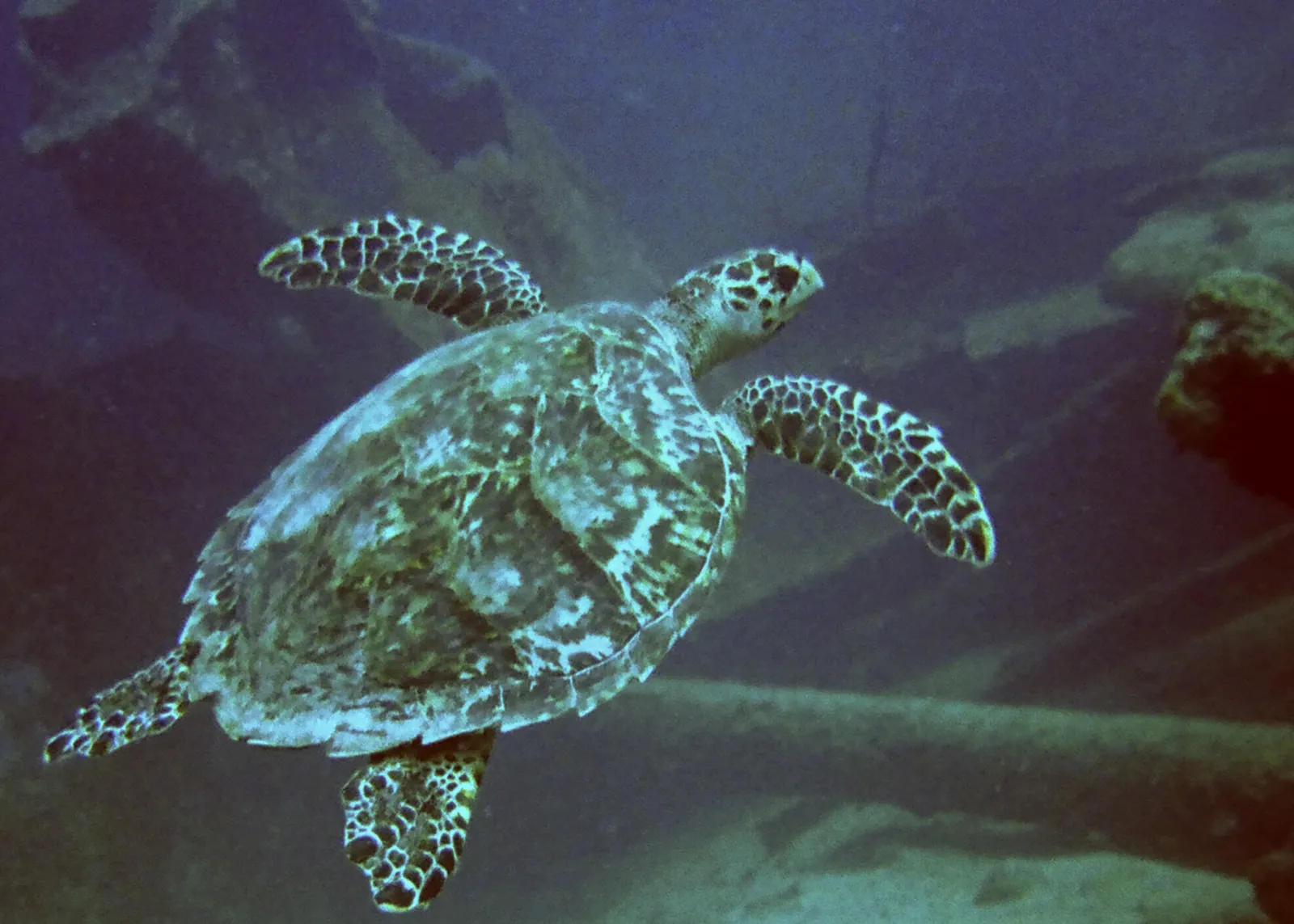 A hawksbill sea turtle swimming over a shipwreck while scuba diving in Aruba