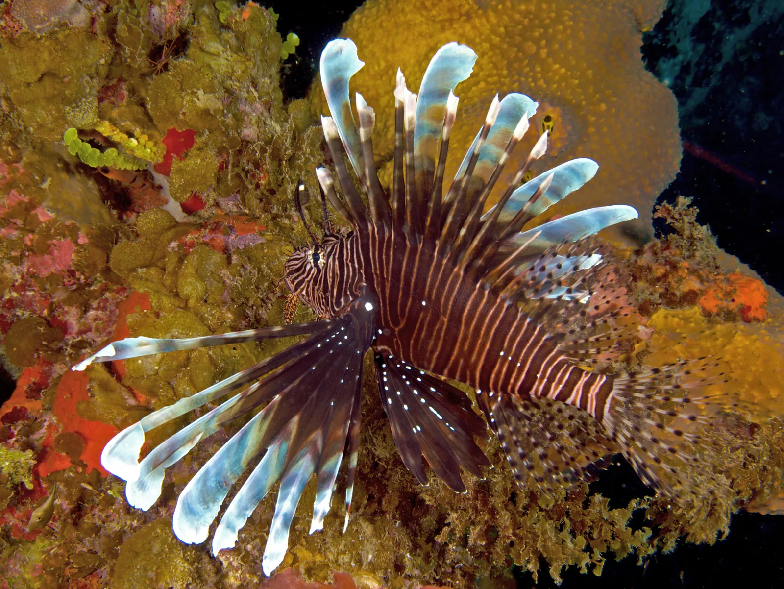 An invasive red lionfish with its striped, venomous spines spread out on a Caribbean coral reef