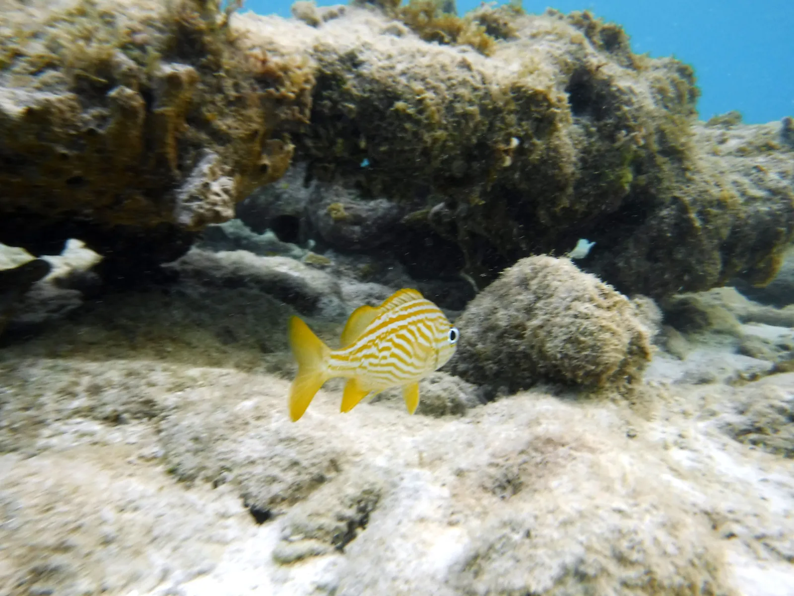 A yellow-striped French grunt under a coral ledge while snorkeling at Mangel Halto, Aruba