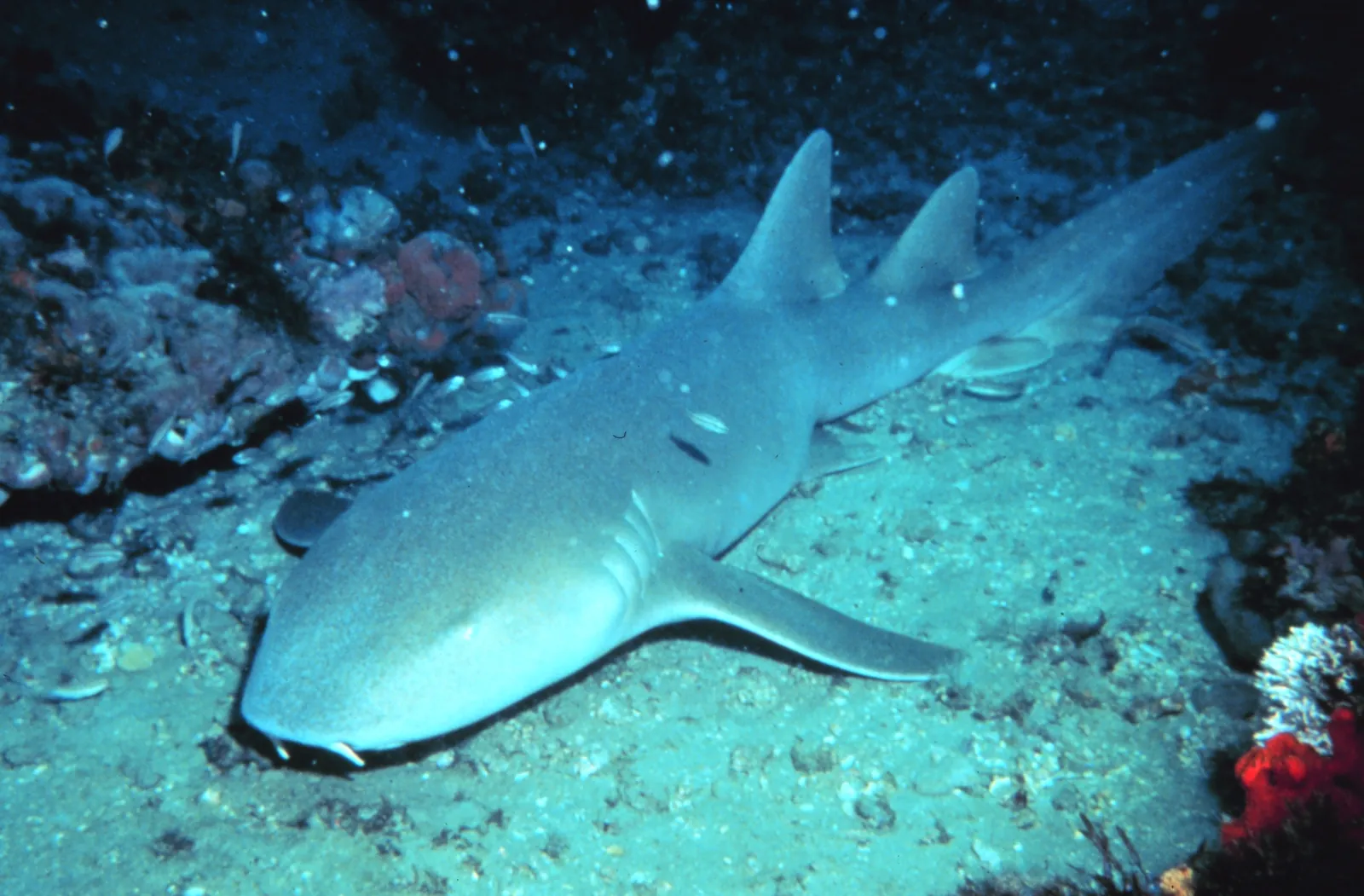 A nurse shark resting on the sandy bottom next to the reef, the way they spend the day in caves and under ledges in Aruba